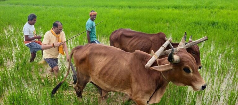 अपनी माटी और खेती-किसानी से मुख्यमंत्री विष्णु देव साय का आत्मीय जुड़ाव,गृहग्राम बगिया में सुबह-सुबह खेत पहुंचे मुख्यमंत्री, बैलों के साथ हल चलाकर की बियासी…